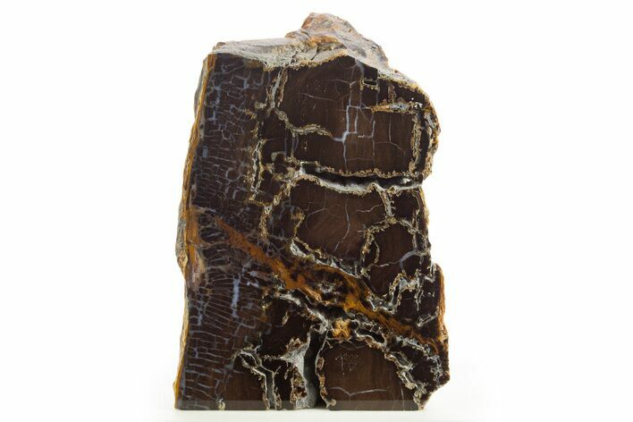 Polished Petrified Shrinkwood Stand-Up - Parker, Colorado #334921